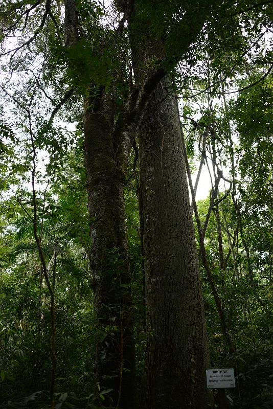 03 Timbauva Tree From The Macuco Safari Towards The Boat Tour At Brazil Iguazu Falls
